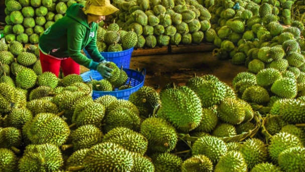 Xuất khẩu sầu riêng Việt Nam \'lao dốc\', Trung Quốc giảm nhập khẩu tới 70%