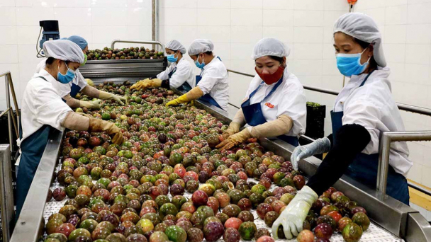 Đưa đặc sản lên sàn thương mại điện tử - hướng phát triển bền vững của Gia Lai