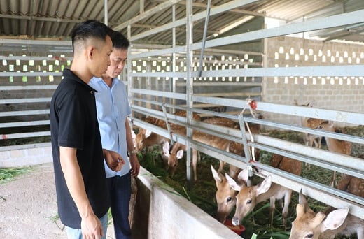 Hà Tĩnh: Hiệu quả “nhìn thấy được” từ những mô hình kinh tế tập thể