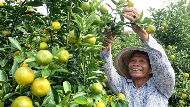 Quất cảnh Hội An nhộn nhịp vào mùa Tết