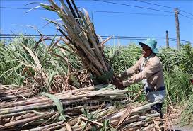 Người trồng mía ở Trà Vinh phấn khởi, doanh nghiệp lo không đủ nguyên liệu