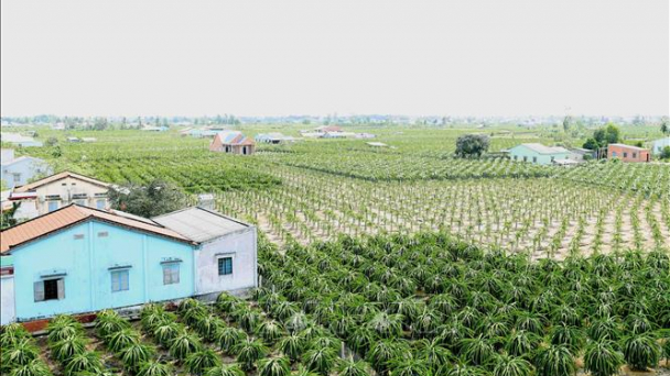 Phát huy vai trò của đảng viên cao niên trong xây dựng nông thôn mới