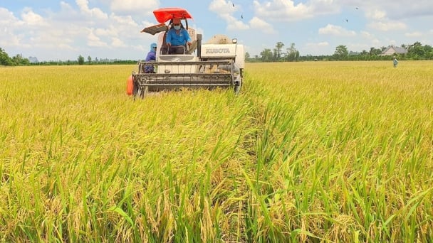 Lúa Đông xuân rớt giá, nông dân lo lắng ngày cận Tết