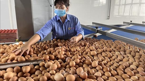 Giá trị kim ngạch xuất nhập khẩu Việt Nam - Singapore đạt kỷ lục