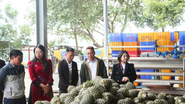 Phát triển vùng nguyên liệu dứa tạo sinh kế cho đồng bào vùng cao Nghệ An