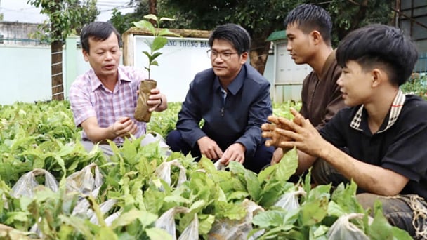 Xã Tu Mơ Rông Quảng Ngãi đổi toàn bộ hoa mừng Đại hội thành cây giống, vật tư cho nông dân