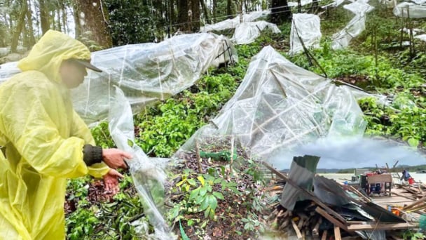 Bão số 3 'tấn công' thủ phủ sâm Ngọc Linh: Gần 8.400 cây 'quốc bảo' gãy nát, thiệt hại hàng tỷ đồng