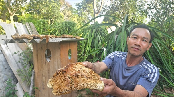 Ông nông dân dùng cá dụ ong bắp cày về xây tổ, lấy nhộng bán gần nửa triệu đồng/kg