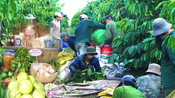 Hành trình giành lại 'ngôi vương' OCOP 5 sao của thủ phủ cà phê Đăk Hà