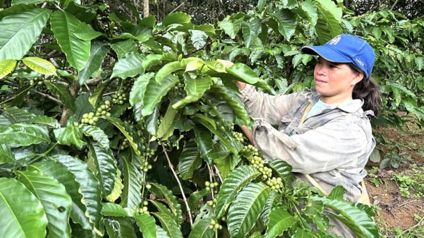 Hồi sinh trên vùng đất phên dậu: Xã biên giới Sa Loong (Kon Tum) và khát vọng 140 triệu đồng/ha