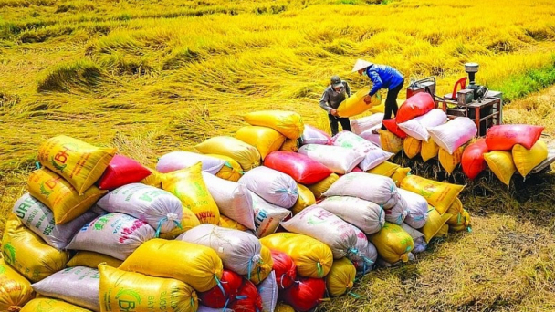 Việt Nam chính thức vượt Thái Lan thành nước xuất khẩu gạo thứ 2 thế giới