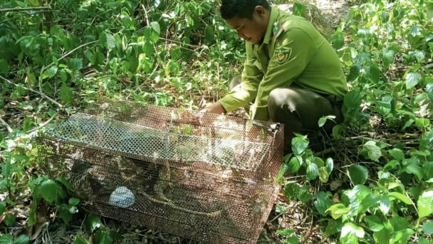 Quảng Ngãi: 'Sát thủ tốc độ' sa lưới, được giải cứu và màn tung cánh trở về đại ngàn