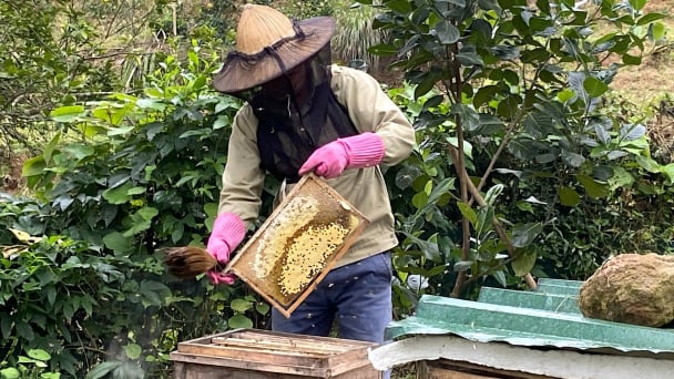Nuôi ong giữa phố: Mô hình bất ngờ mang lại hiệu quả kép, vừa có mật sạch, vừa bỏ thuốc trừ sâu