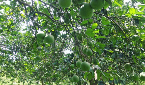 Từ phu hồ, nông dân 'đổi đời' thành giám đốc HTX nhờ trồng bưởi Diễn xuất khẩu