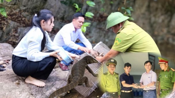 3 động vật hoang dã ở Quảng Ngãi vừa được thả về môi trường tự nhiên quý hiếm thế nào?