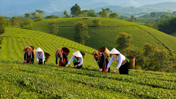 Xây dựng thương hiệu “Chè Đất Tổ”: Bước đi chiến lược nâng tầm vị thế trà Phú Thọ
