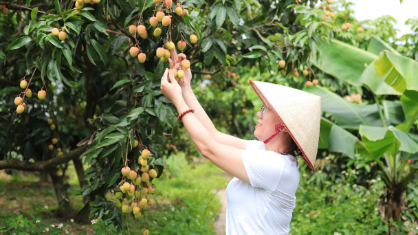 Chuyện hai thế hệ 'khoác áo mới' hữu cơ cho vườn vải Thanh Hà