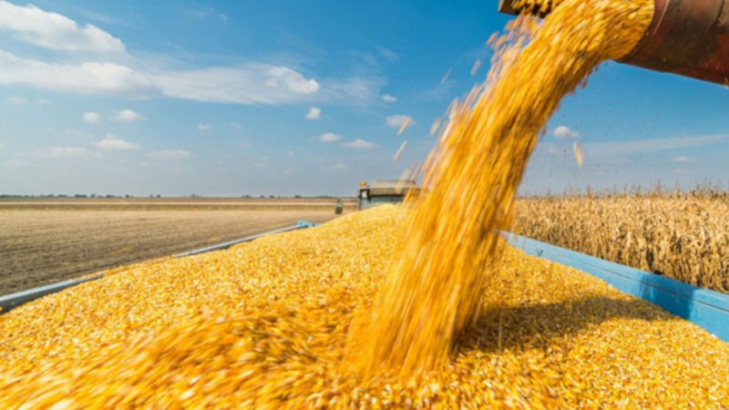 FAO: Giá Lương thực tháng 3.2022 cao nhất kể từ năm 1990