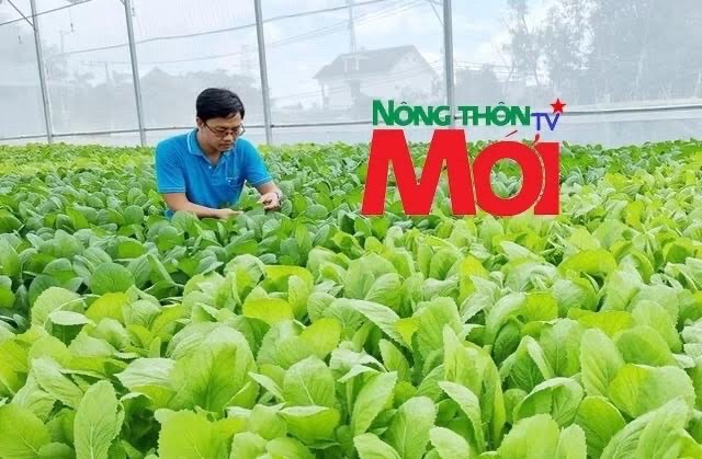 Cử nhân Ngân hàng chuyển hướng làm nông dân trồng rau sạch