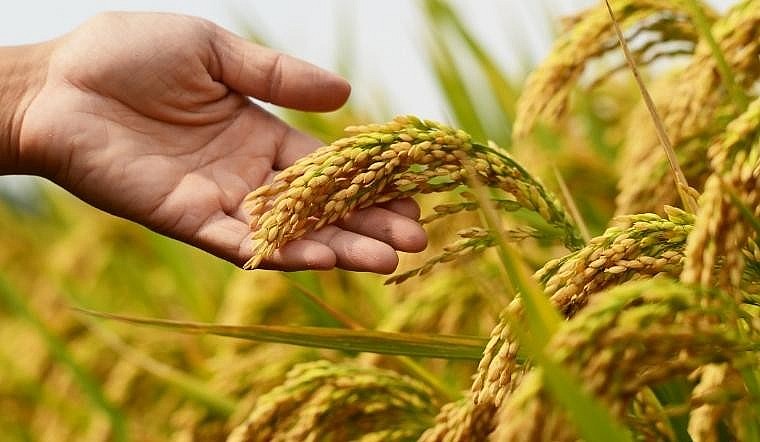Thúc đẩy hợp tác lúa gạo giữa Việt Nam và Philippines