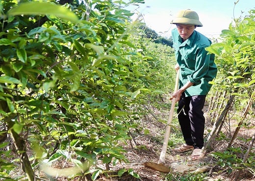 Hà Tĩnh: Chàng trai trẻ khát vọng đưa cây dược liệu về làm giàu trên đất đồi