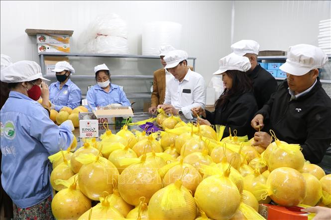 Xuất khẩu bưởi Hòa Bình sang thị trường EU