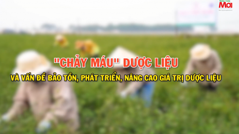 TỌA ĐÀM: \'Chảy máu\' dược liệu và vấn đề bảo tồn, phát triển, nâng cao giá trị dược liệu\'