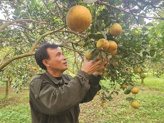 Cam Vinh –  đặc sản ngày Tết xứ Nghệ