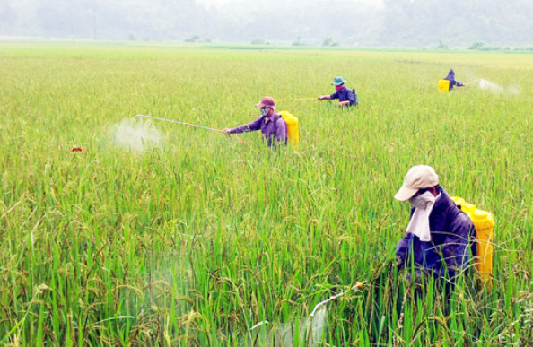 Thuốc bảo vệ thực vật bị cấm sử dụng tại Việt Nam 
