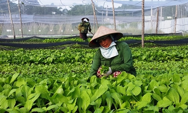 Thông tư hướng dẫn cơ chế quản lý tài chính của Quỹ Hỗ trợ nông dân