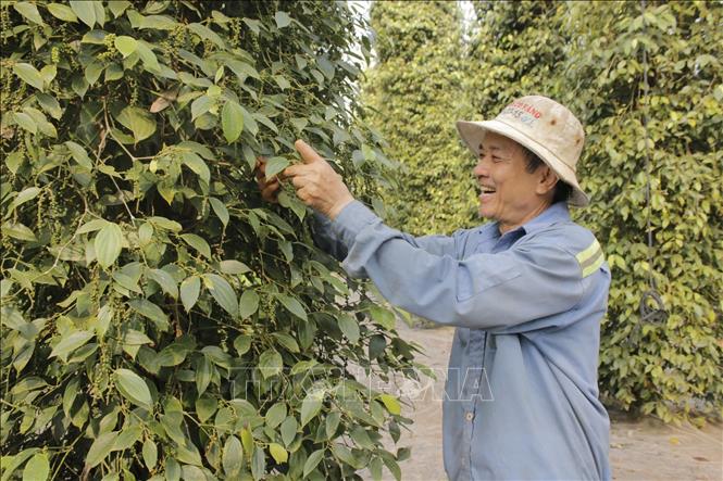 Vụ tiêu sản lượng giảm, nông dân vẫn có lãi