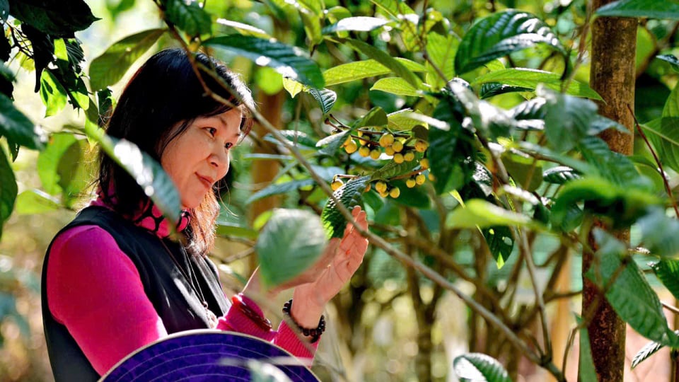 Trà hoa vàng và câu chuyện phát hiện, bảo tồn cây dược liệu quý ở Thái Nguyên
