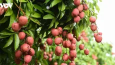 Vải thiều Bắc Ninh lập kỷ lục doanh thu gần 6.000 tỷ đồng