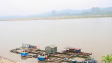 Sông Đà hạ mực nước đột ngột, hơn 73 tấn cá lồng chết hàng loạt