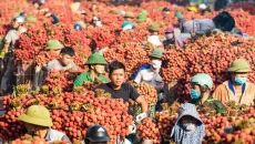 'Mất mùa nhưng được giá', vải thiều Bắc Ninh đại thắng với hơn 7.200 tỷ