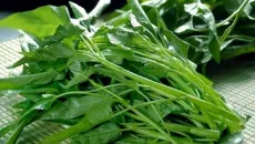 Rau muống xuất ngoại thành đặc sản đắt đỏ