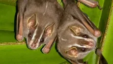 Bí mật của dơi dựng lều – kiến trúc sư tí hon trong rừng nhiệt đới