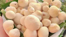 Nở rộ trào lưu thưởng thức mộng dừa, món đặc sản có giá trị kinh tế cao