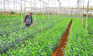 Người trồng hoa Đà Lạt thấp thỏm vụ hoa ly Tết