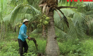 Xây dựng vùng nguyên liệu dừa hữu cơ gắn với liên kết tiêu thụ
