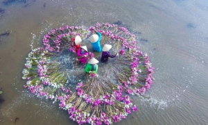 Săn” bông súng