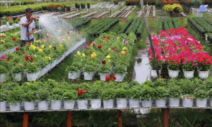 Lần đầu tiên tổ chức Festival hoa, kiểng Sa Đéc với chủ đề 'Tình đất - Tình hoa'
