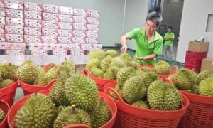 Lo xuất khẩu sầu riêng... hết thời