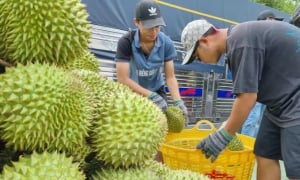 Trung Quốc cập nhật 829 mã số vùng trồng và 131 mã số cơ sở đóng gói sầu riêng Việt Nam