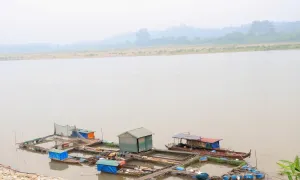 Sông Đà hạ mực nước đột ngột, hơn 73 tấn cá lồng chết hàng loạt