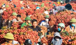 'Mất mùa nhưng được giá', vải thiều Bắc Ninh đại thắng với hơn 7.200 tỷ