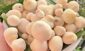 Nở rộ trào lưu thưởng thức mộng dừa, món đặc sản có giá trị kinh tế cao