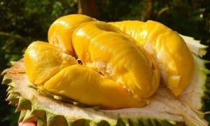 Bộ Nông nghiệp và Môi trường họp khẩn về sầu riêng