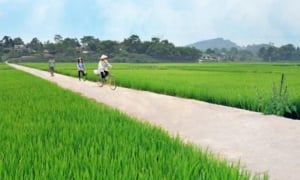 Trà Vinh: Cty Lương Hòa trúng gói thầu sửa đường phục vụ đất trồng lúa