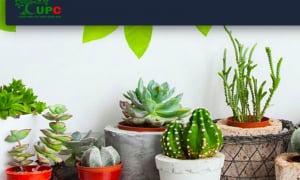 Công viên Cây xanh và Đô thị Vũng Tàu: Lãi giảm, tăng nợ vay song thu nhập lãnh đạo vẫn tăng